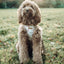 Puppy Bohéme Step-In Valjaat - Layla