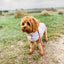 Puppy Bohéme Teddy Liivi - Winter Bloom