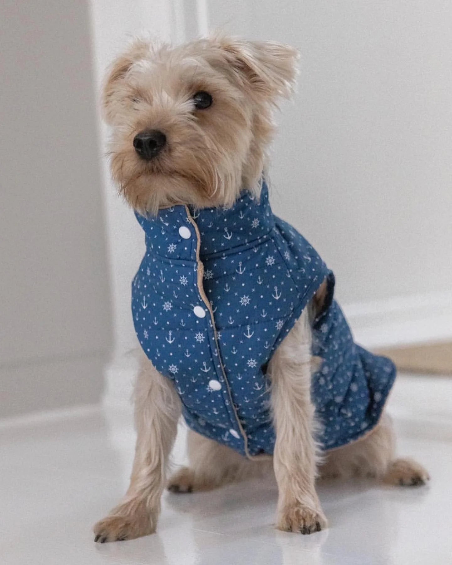 Puppy Bohéme Teddy Liivi - Sailor
