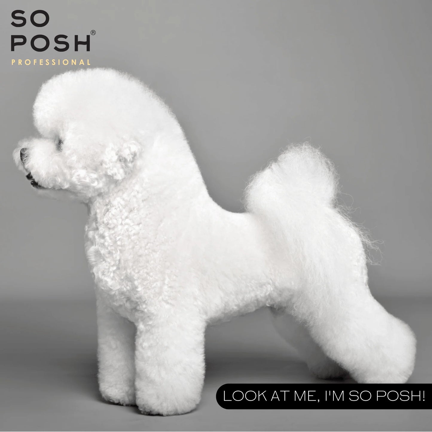 So Posh So White Shampoo - Eri kokoja